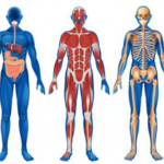 A Quick Look At The Endocannabinoid System