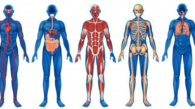 A Quick Look At The Endocannabinoid System